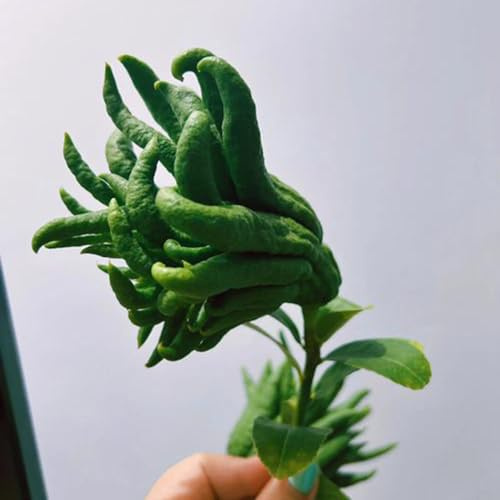 semi di bergamotto frutto colonnare da balcone serre da balcone Perenni resistenti raro esotico frutto colonnari arbusti frutteto semi di nani, 50pcs