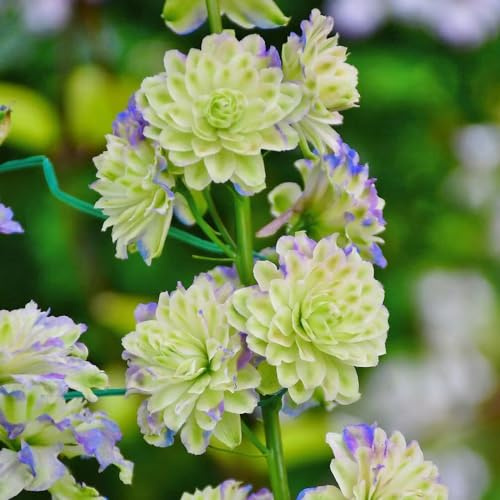 rittersporn blumensamen balkon blumenstauden winterhart blumenbeet balkon blumengarten balkonpflanzen frühling blumendeko wildblumen balkonblumen biosaatgut bonsai topf büropflanzen 250samen
