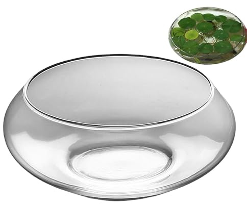 Plant Bowl Clear Glass Decorative Vase | 25cm Bowl Planters for Outdoor Plants for Narcissus Terrarium Indoor Garden Backyard Patio Lawn Balcony Home