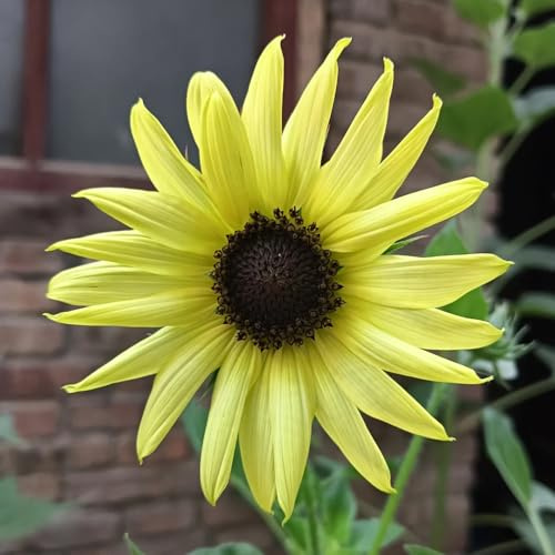 sonnenblumensamen, garten winterhart, für pralle sonne bio, bodendecker 350pcs