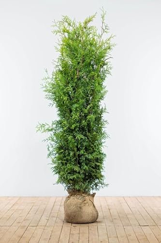 Lebensbaum ‚Brabant‘ – Thuja occidentalis – Heckenpflanze – Auswahl der Höhe 60–225 cm – immergrün & schnell wachsend – ideal für dichte Hecken und Sichtschutz (Variante 160-180cm)