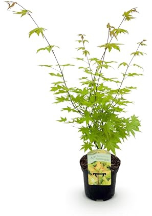 Terrassväxt - Japansk lönn - Acer palmatum Summergold - Gul - 2 Växter - Lövfällande - 60-70cm - Ø25cm - Trädgårdsväxt