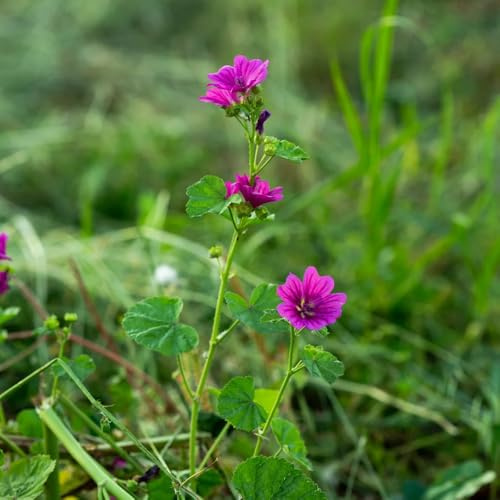 malva Semillas de de cobertura del suelo, perennes, resistentes al invierno. semillas malva balcón balcón, inusuales jardín Decoración 300semillas
