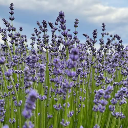 semi di lavanda - interna raro resistenti, giardino roccioso sul balcone arredamento del soggiorno 500pcs