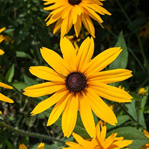 Rudbeckia Fulgida Goldstrum Garden Plant Hardy Perennial Flowering Garden Plants Easy to Grow Your Own 12x Plug Plant by Thompson and Morgan