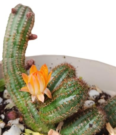 pianta grassa Chamaecereus silvestrii Echinopsis cactacee cactus fiore arancione