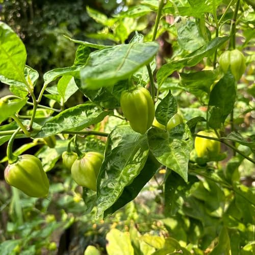 semillas de habanero orgánicas, chile, viejas, interior exóticas de chile, jardín, trepadoras 200pcs