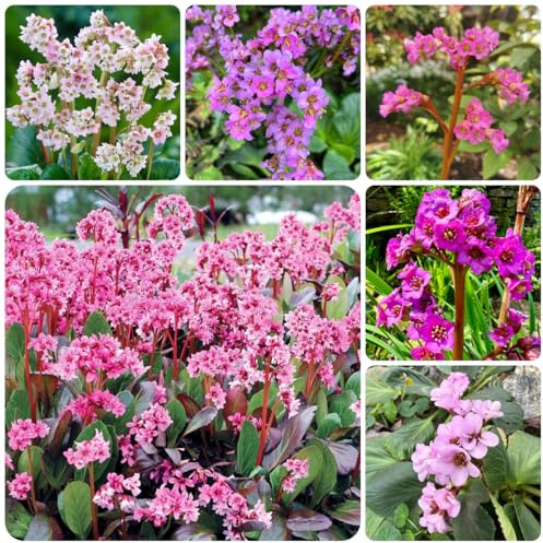 semi di bergenia per luoghi soleggiati, ombra di bergenia tappezzante perenne resistente da esterno resistenti, primaverili 200pcs