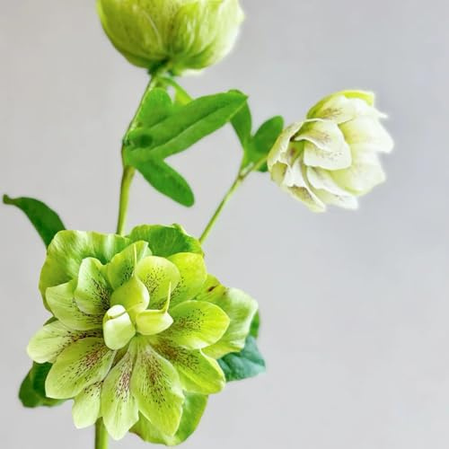 christrose christrosen, wildblumen balkonblumen, schnittblumen winterharte garten blumenwiese mehrjährig herbst deko 35samen