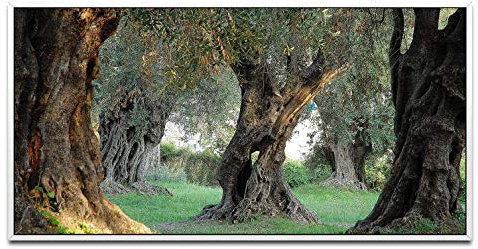 alte Olivenbäume ca. 130x70cm Wandbild inklusive Schattenfugenrahmen weiss - Panorama Leinwand Bild XXL Format Wandbilder Wohnzimmer Wohnung Deko Kunstdrucke