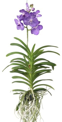 Plant in a Box - Vanda Magic XXL - Blu reale - Altezza 90 cm