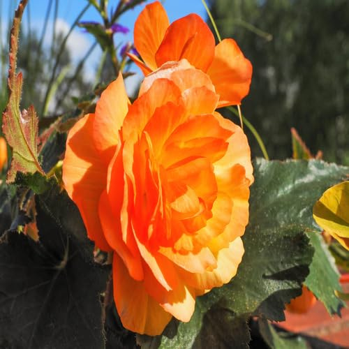 Fresh 100Pcs Orange Begonia Flower Seeds