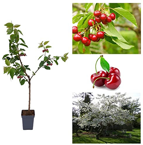Cherry Tree - Prunus avium 'Stella' - Patio Fruit Tree 2-4ft in 5 Litre Pot - High Yielding (1 Plant)