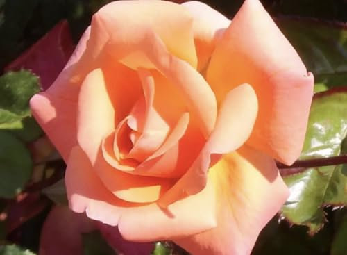 Edward's Rose - Apricot Floribunda Rose - Bare Root