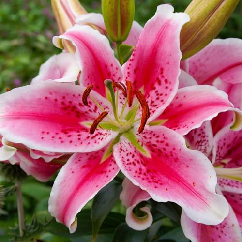 Lily Star Gazer - Fragrant Flowering Bulb Plants - Hardy Summer Garden Lilies - Perfect for Borders and Pots - Vibrant Pink and White Blooms - Outdoor Garden Plants UK (4 Bulbs)
