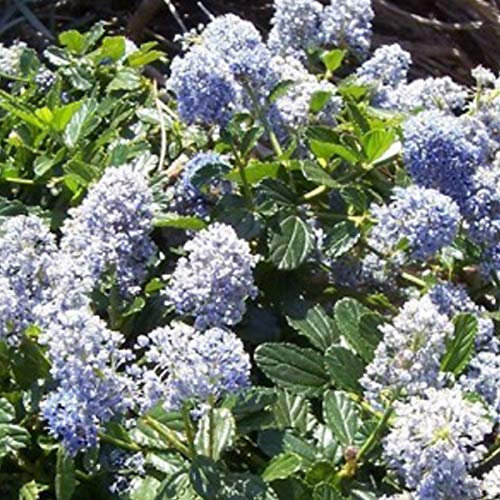 Ceanothus 'Edinburgh'- Céanothe;Lilas de Californie 'Edinburgh' 30-40 cm en conteneur