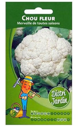 CHOU FLEUR MERVEILLE TOUTES SAISONS