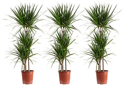 3er-Set Gerandeter Drachenbaum 3-Stamm - echte Zimmerpflanze, Dracaena marginata - Höhe ca. 120 cm, Topf-Ø 21 cm