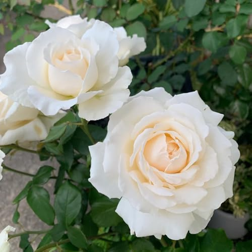 semillas de rosal, rosal trepador jardín, resistentes variedades antiguas, primavera aromáticas, para 90pcs