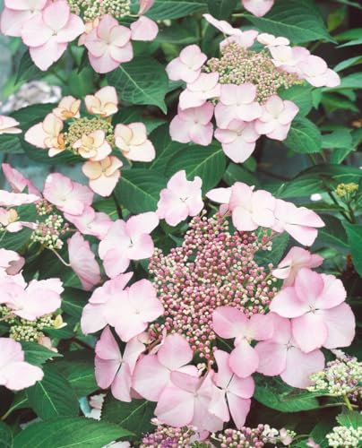Bauernhortensie 'Blaumeise rosa' 30-40 cm Topf Hydrangea macrophylla