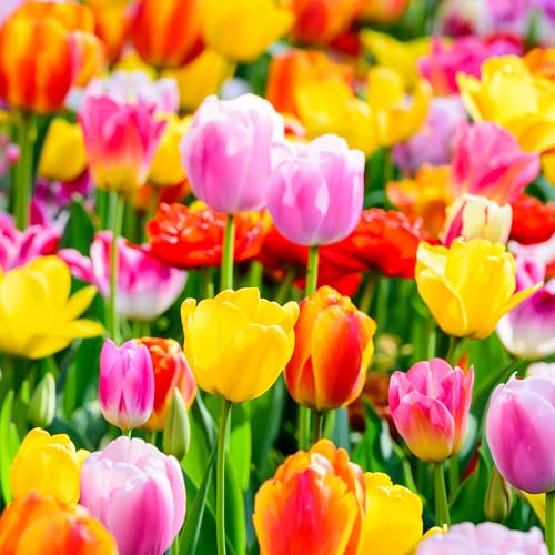mgc24 Tulpen Triumph Mischung mehrfarbig - 200 Blumenzwiebeln (ca. 10-11mm)