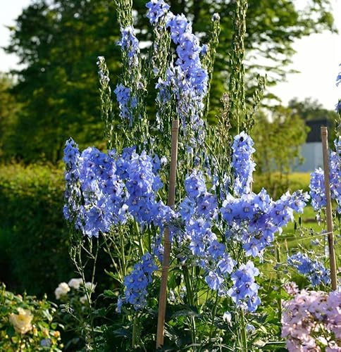 Hoher Rittersporn Gletscherwasser - Delphinium elatum - lebende Gartenpflanze aus den Baumschulen