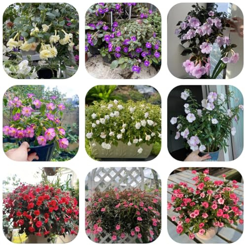 semi di achimenes, giardino perenni resistenti, in estremamente 200pcs