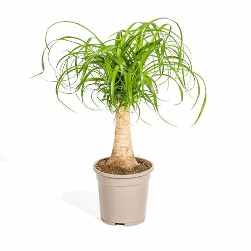 Beaucarnea Recurvata – Elefantenfuß – Zimmerpflanze – Ø17cm – 40-60cm – Pflegeleicht & dekorativ