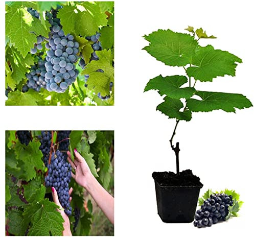 Grape Vitis Plant Pinkdose Rare Boskoop Glory in 9cm Pot - Ready to Plant Grape Vine for UK Climates (Regular Packaging)