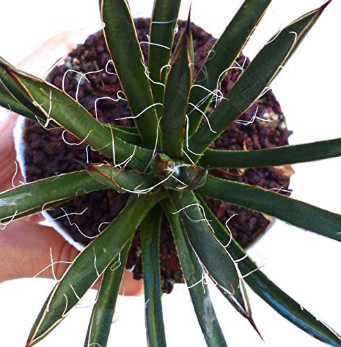 Portal Cool Agave Filifera VAR. No Filifera Variegare Variegato Titanota Haworthia !! 12U