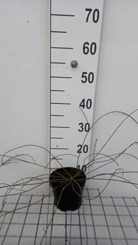 Genista lydia - Flügel-Ginster 20- + cm Container