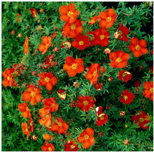 Stauden Gänge 10 x Potentilla fruticosa 'Red Ace' Roter Fingerstrauch | Rote Heckenpflanze für Sonne bis Halbschatten, Blüte Juli bis Oktober, mehrjährig, schnittverträglich, 9x9 cm Topf