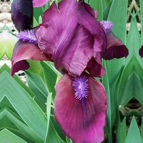 Iris Schwertlilien Mehrjährig Winterhart Blumenzwiebeln Knollen Viele Farbe und Sorte zur Auswahl Mix Sibirica Zwerg Pflanzen (Cherry Garden)