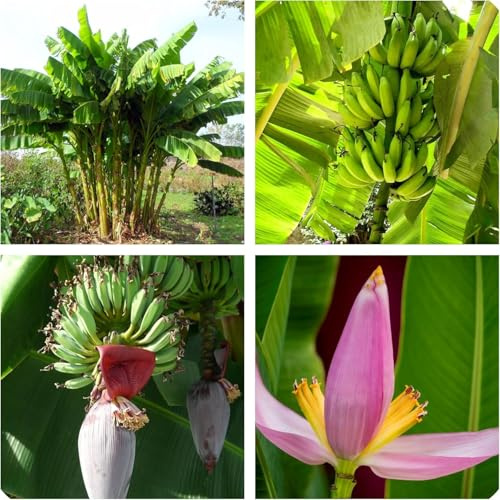 Semi di Banano da Frutto, Pianta Tropicale Musa Ventricosum, Altezza 2 Metri, Non OGM
