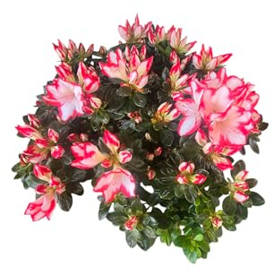 Planta Viva de Azalea Colorida y Fragante para el Hogar y la Oficina
