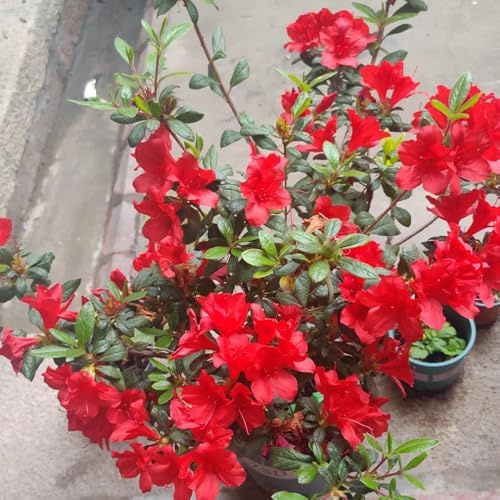 Semillas de azalea y rododendro, resistentes de jardín resistentes Arbustos, para jardín, interior Decoración sala estar, 50pcs