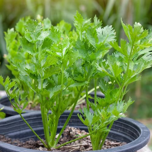 semillas de apio organicas exóticas resistentes de apio, decoración de jardín para exterior, jardín, 800pcs