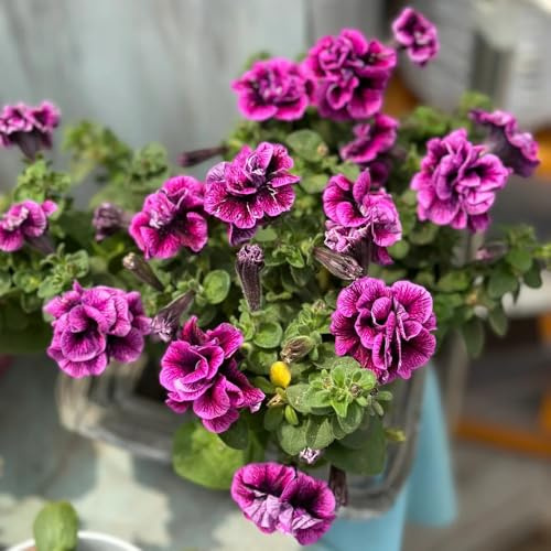 semi di petunia perenne da giardino, petunia sospese biologici aiuola, decorazione balcone ornamentali, decorazione, 500pcs