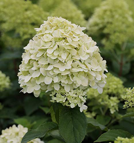 Rispenhortensie Limelight® 40-60cm - Hydrangea paniculata - lebende Gartenpflanze aus den Baumschulen