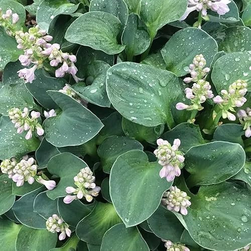 Plant Theory Blue Mouse Ears Plantain Lily Perennials Flowering Plants Hosta 2L Pot