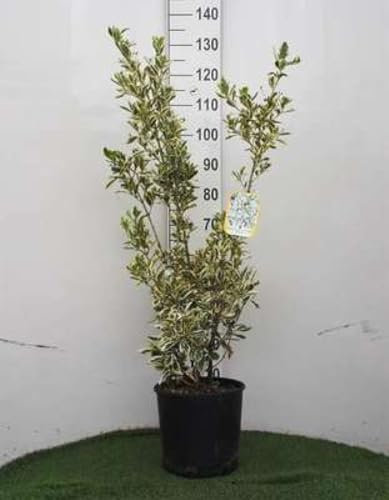 Euonymus jap. 'Bravo' - Fusain Du Japon Panaché 60-80 cm en pot