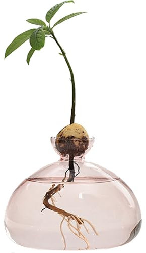 YUEMING Glass Avocado Tree Flower Vase, Avocado Seed Starter Vase Planter, Plant Hydroponic Vases for Gardening Lovers (Pink)