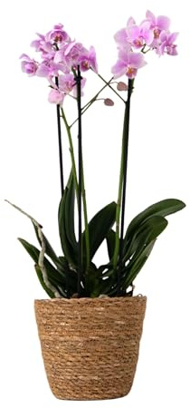 Plant in a Box - Orquídea mariposa - Phalaenopsis Multiflora en cesta decorativa - Altura 35-45cm - Maceta 12cm - Planta de interior con flor - Apta para gatos