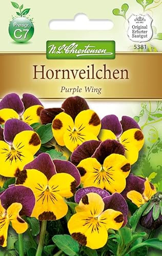 N.L.Chrestensen 5381, Viola cornuta, Hornveilchen Purple Wing, Gelb
