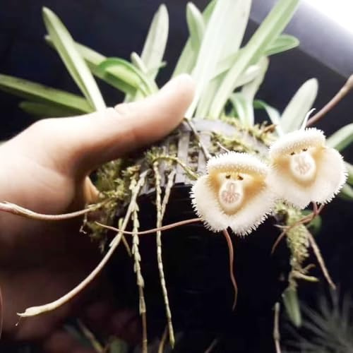 Semi di orchidea scimmia - esotico semi di selvatici vecchie varietà resistenti per giardini rocciosi raro serre balcone interno resistenti 150pcs