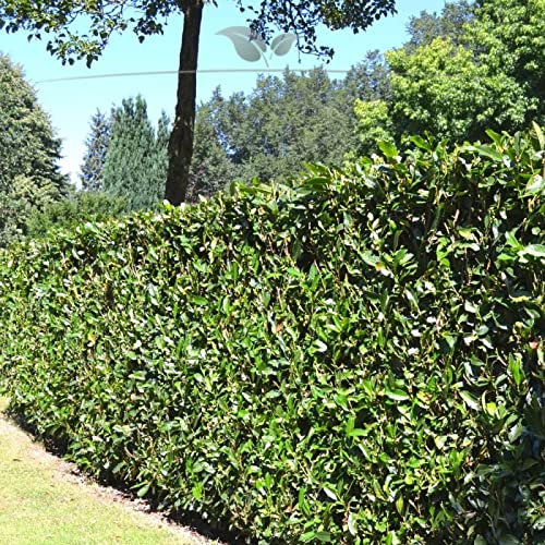 Gardline - Prunus Lorbeerkirsche Herbergii 80-100 cm IM TOPF. 3-200 Pflanzen. Lorbeerhecke - 35 St. (ca. 11,5 Meter)