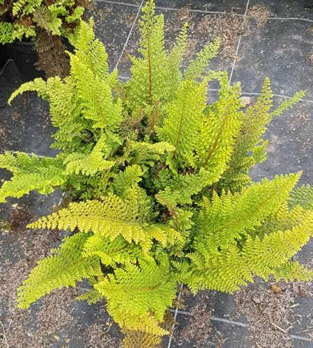 Polystichum setiferum 'Plumosum Densum' / Aspidie à cils raides/Conteneur de 2 à 2.9 litres/Fougère