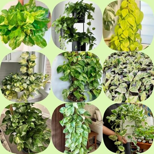 Semi di Pothos - rampicanti biologiche sempreverde, resistente al freddo vecchie varietà arredamento del soggiorno balcone verdi semi di ufficio per 550pcs