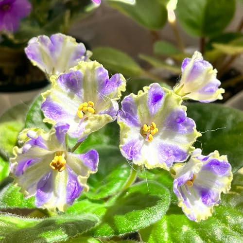 Usambaraveilchen Pflanze Samen Kaufen - garten geschenk-SchöNe Topfpflanze blumenwiese samen-pflanzen samen gartenpflanzen-dekopflanzen bonsai topf-pflanzen winterhart draußen deko 200pcs