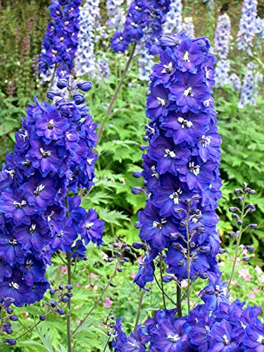 Buy4Seeds Delphinium Pacific Giant Blue Bird 90 Finest Seeds Perennial Flower Easy to Grow